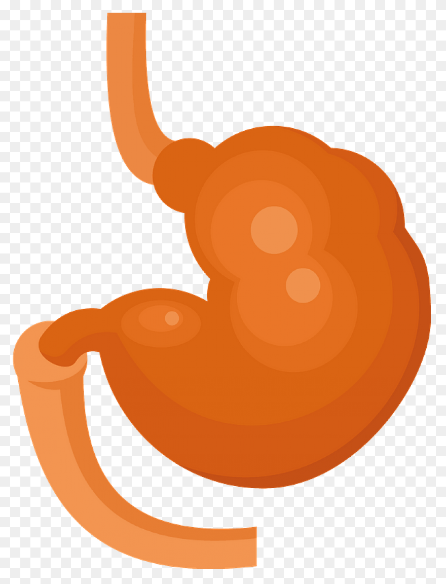 Stomach - Mind The Graph