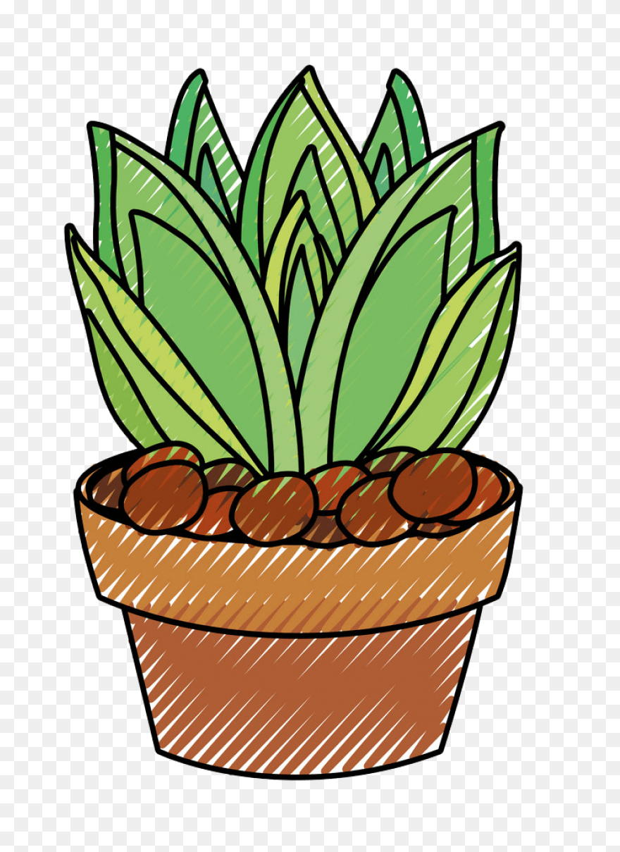 Succulent Clipart  - Succulent