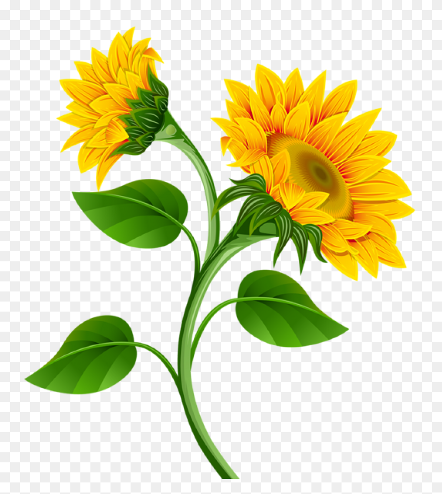 Sunflower Clip Art Clipart Free Cli