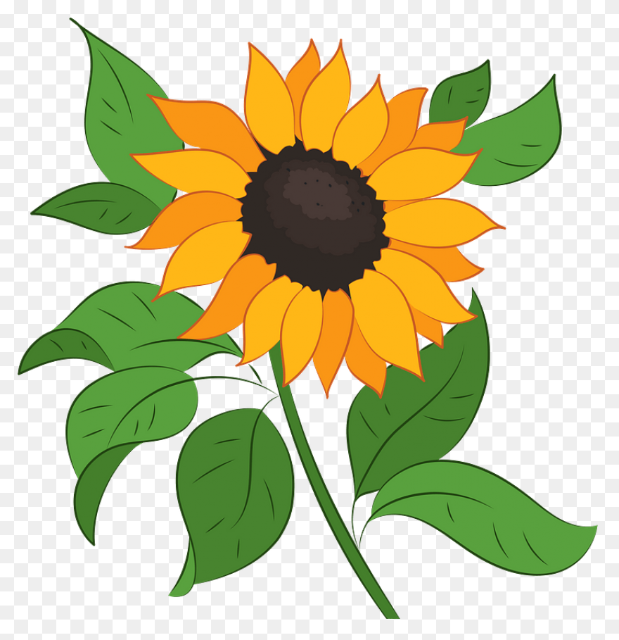 Sunflower Clip Art Clipart Free Cli