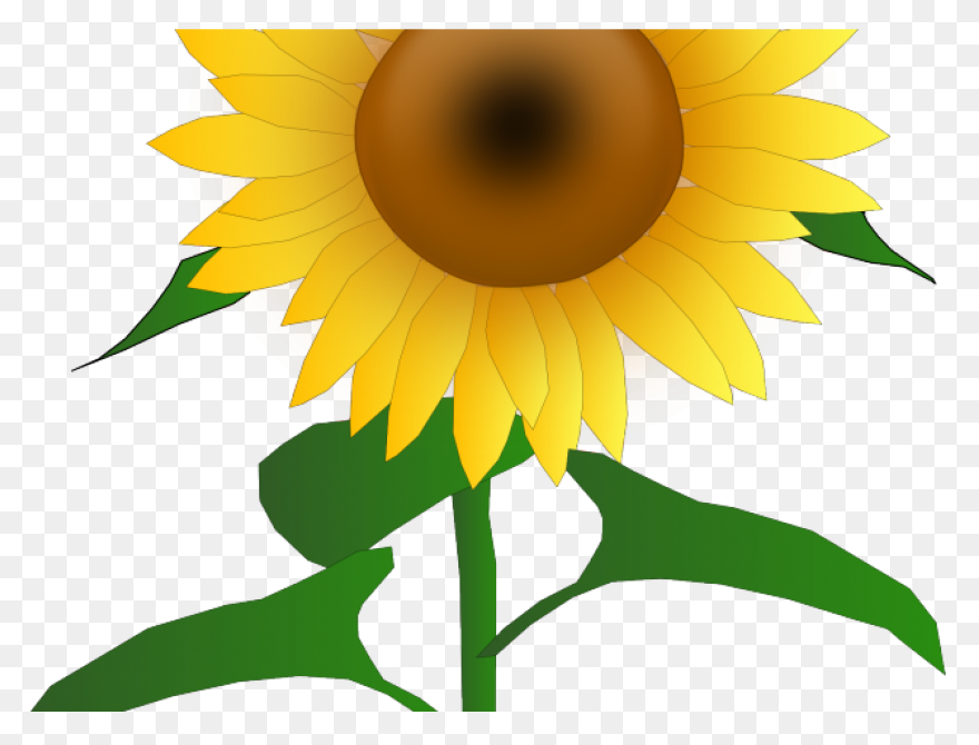 Sunflower Clip Art Clipart Free Cli