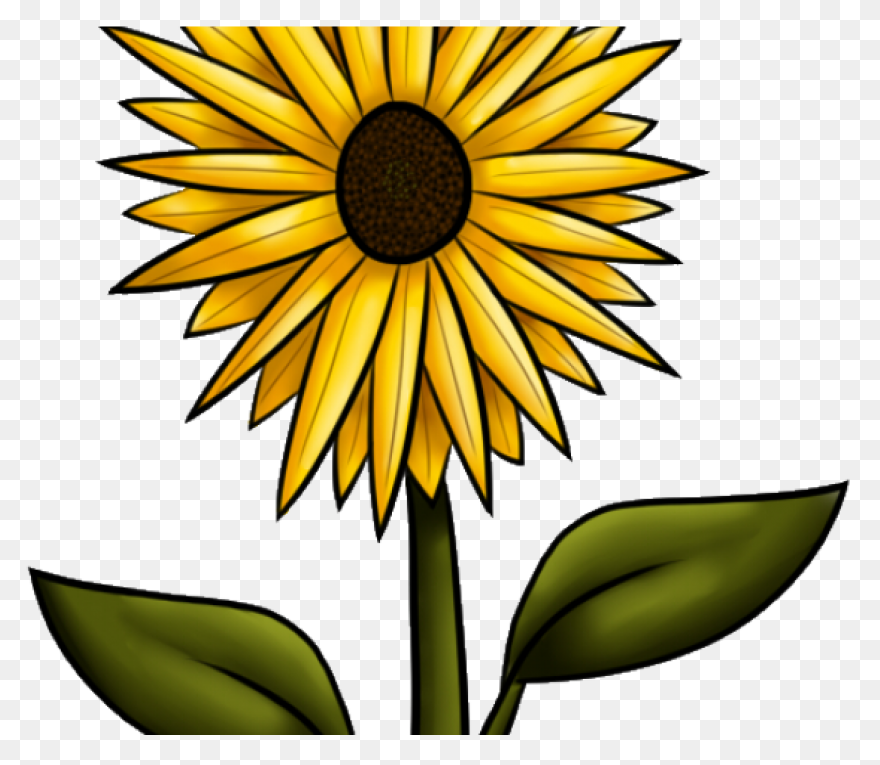Sunflower Clip Art Clipart Free Cli