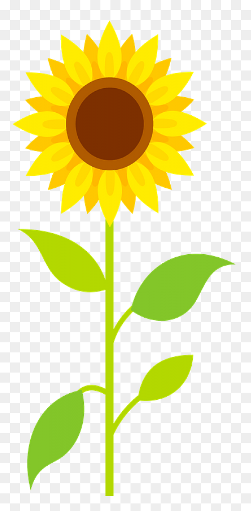 Sunflower Clip Art Clipart Free Cli