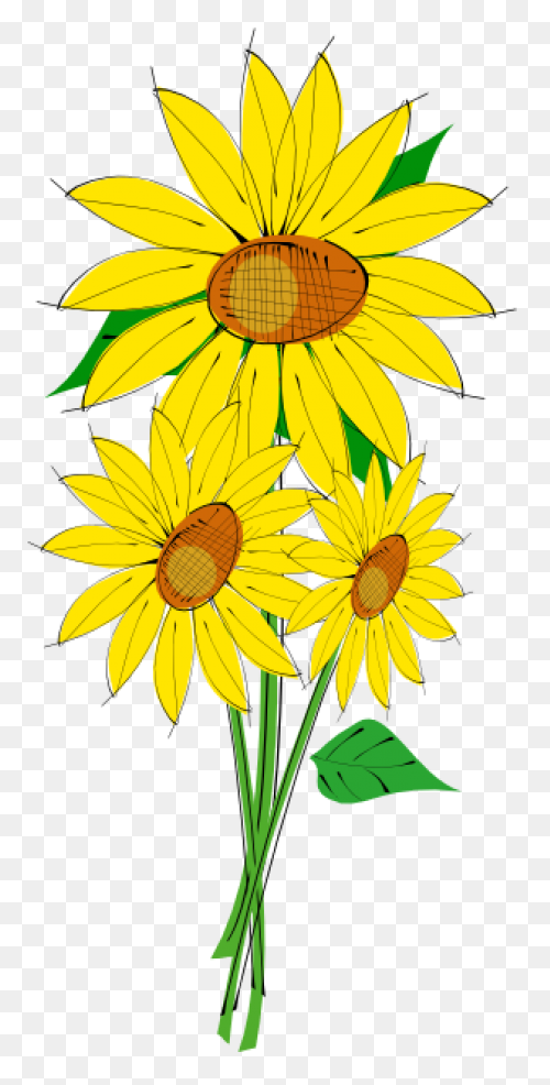 Sunflower Clip Art Clipart Free Cli