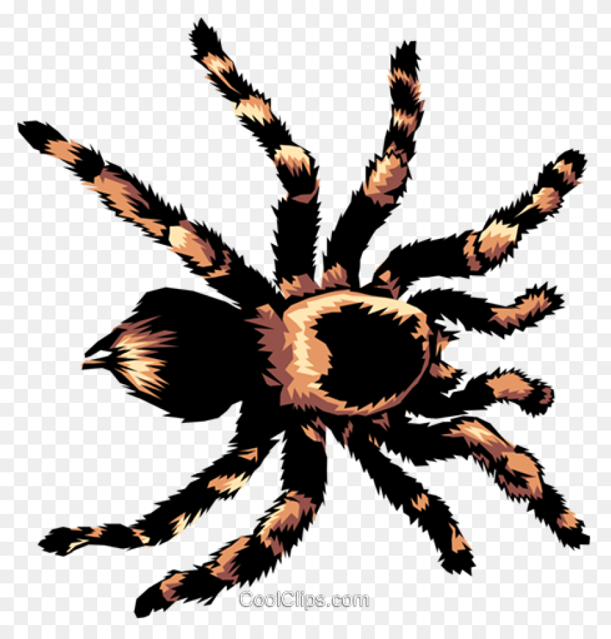 13 Tarantula Clipart Preview : - Tarantula