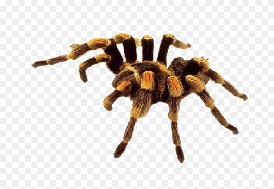 13  Tarantula Clipart - Preview : T