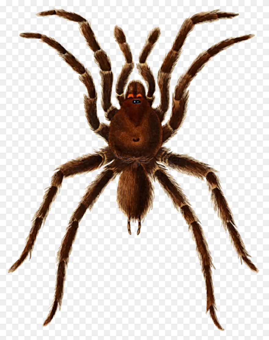 13  Tarantula Clipart - Preview : T
