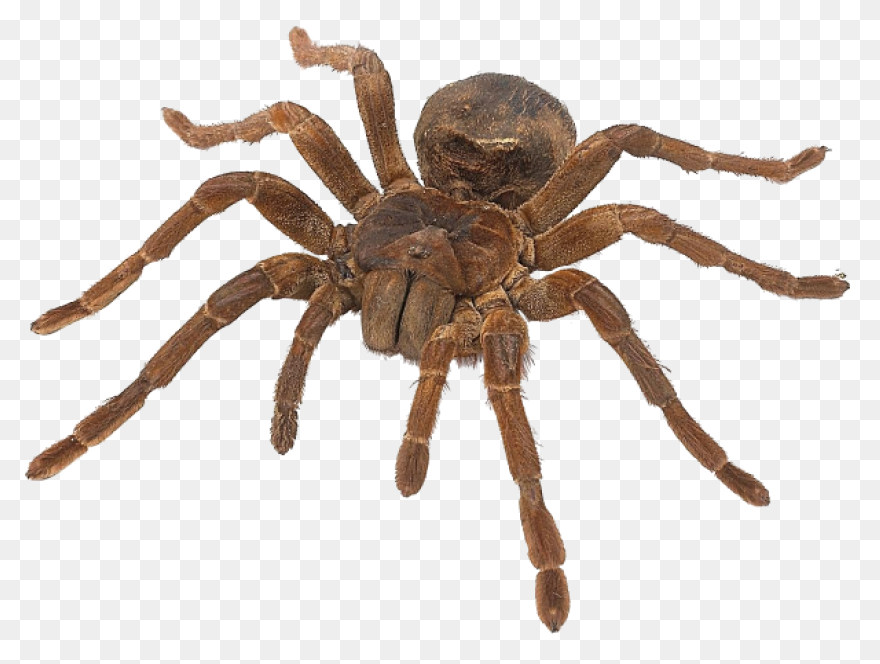 13  Tarantula Clipart - Preview : T