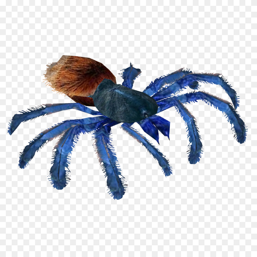 Greenbottle Blue Tarantula (Terrena Laxamentum) - Tarantula