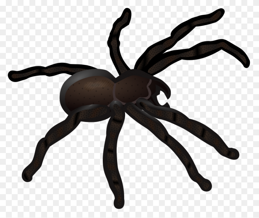 13  Tarantula Clipart - Preview : T