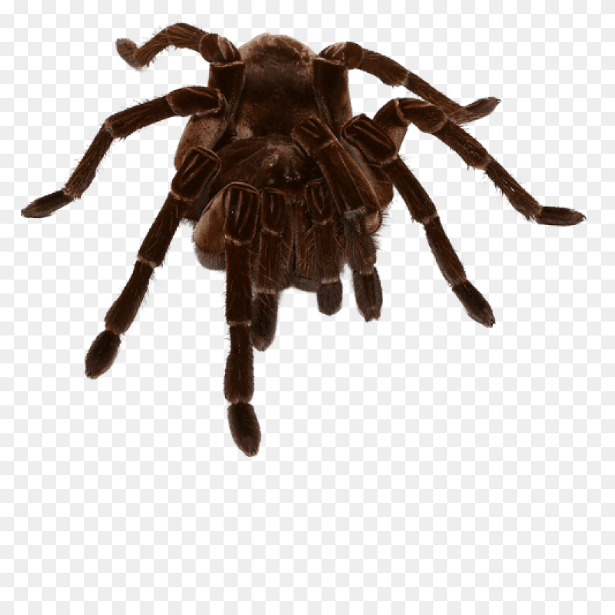 13  Tarantula Clipart - Preview : T