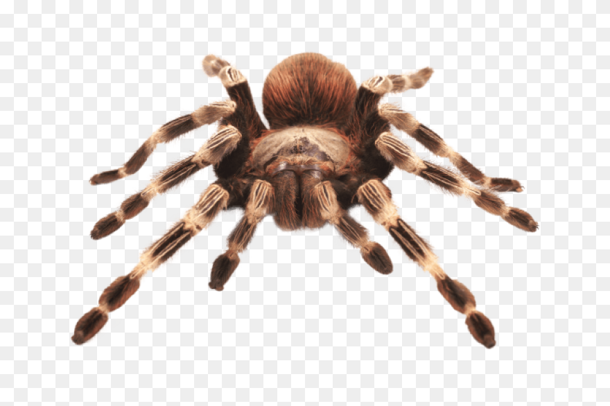 13  Tarantula Clipart - Preview : T