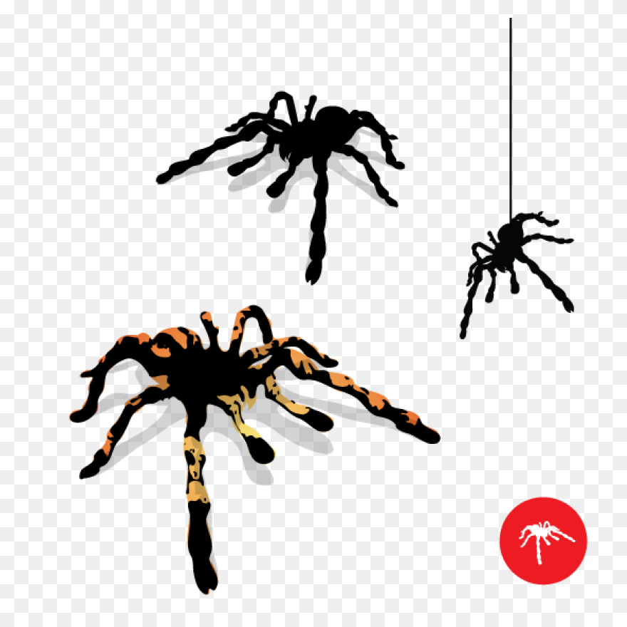 13  Tarantula Clipart - Preview : T