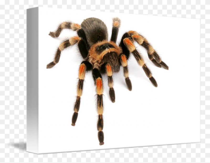 13  Tarantula Clipart - Preview : T