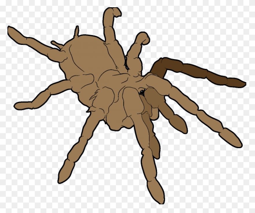 Tarantula Clipart At .com Vector - Tarantula