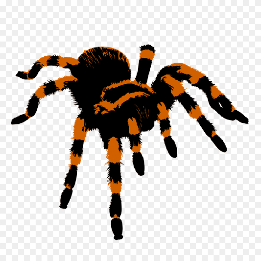 13  Tarantula Clipart - Preview : T