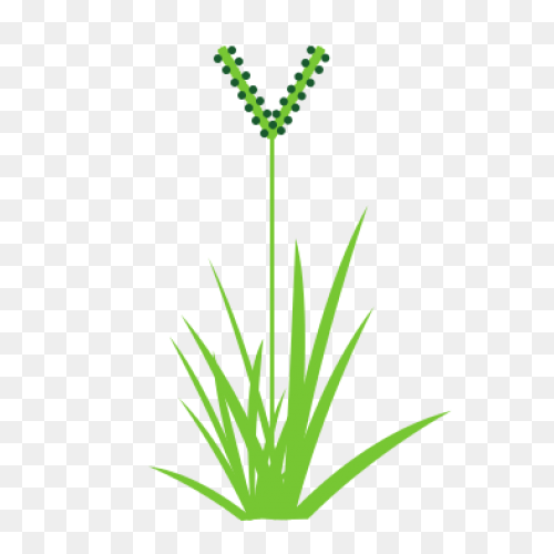 Tall N Messy Grass Accent By Madeto