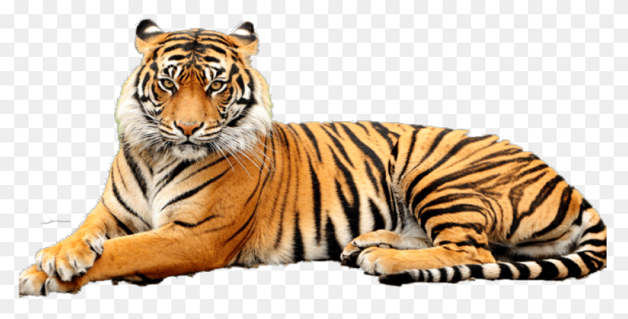 Free Tiger Cliparts, Download Free 