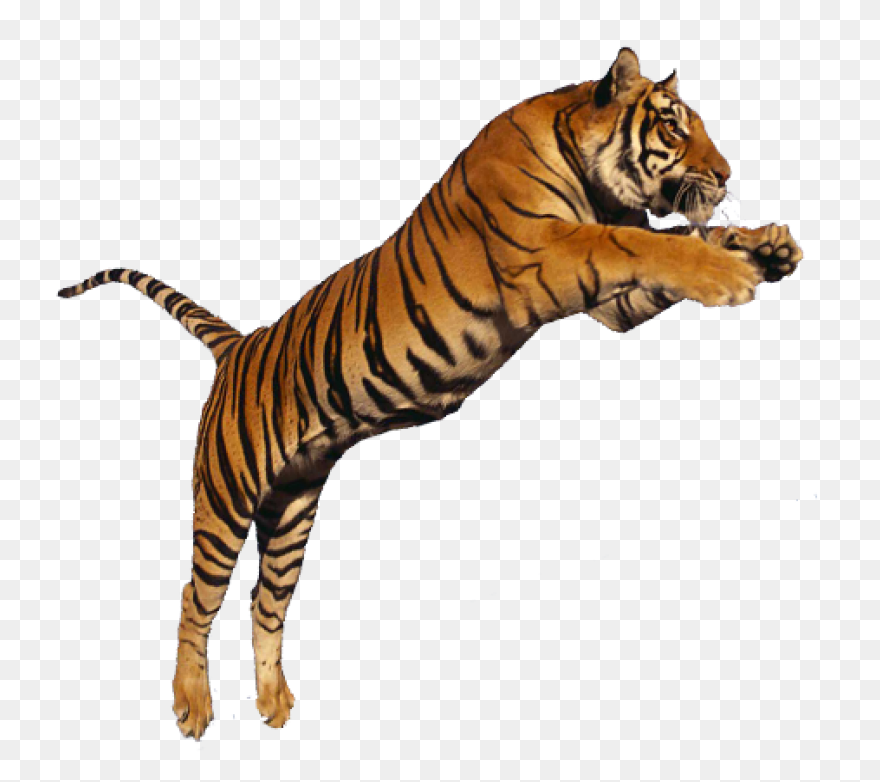 Free Tiger Cliparts, Download Free 