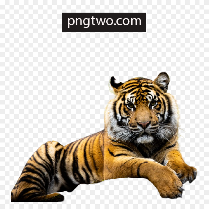 Download Hd Tigger - Bengal Tiger T