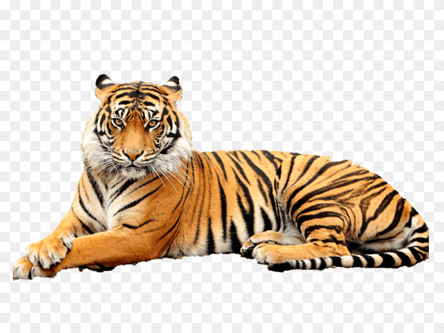Download Hd Tigger - Bengal Tiger T