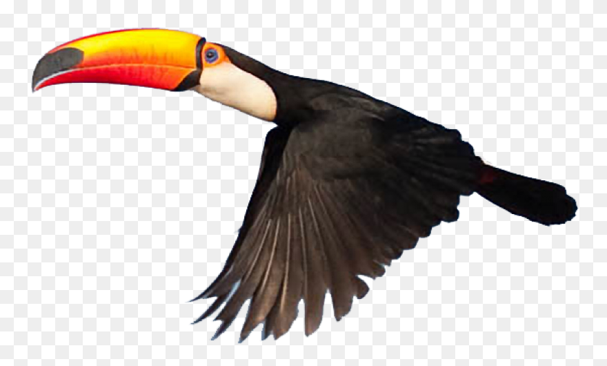 Download Toucan Clipart Head - Huma