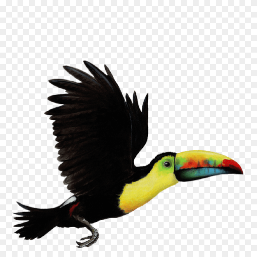 Download Toucan Clipart Head - Huma