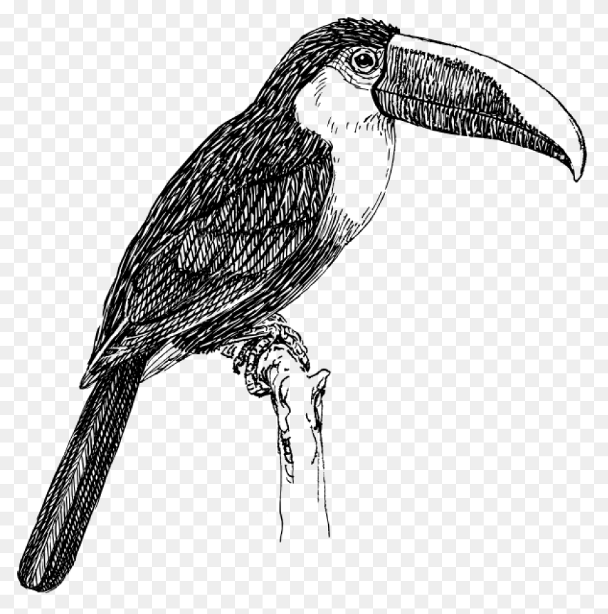 Download Toucan Clipart Head - Huma