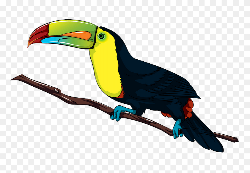Download Toucan Clipart Head - Huma