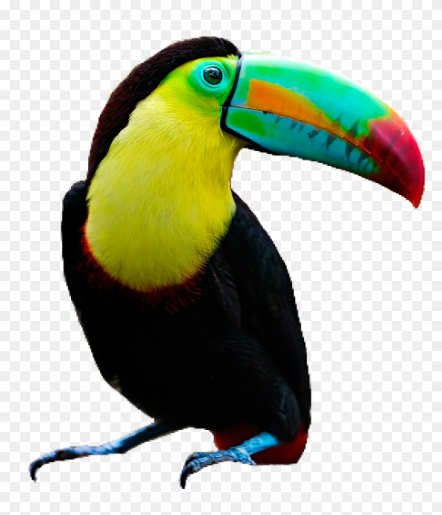 Toucan #bird #pngs #png #lovely - Toucan