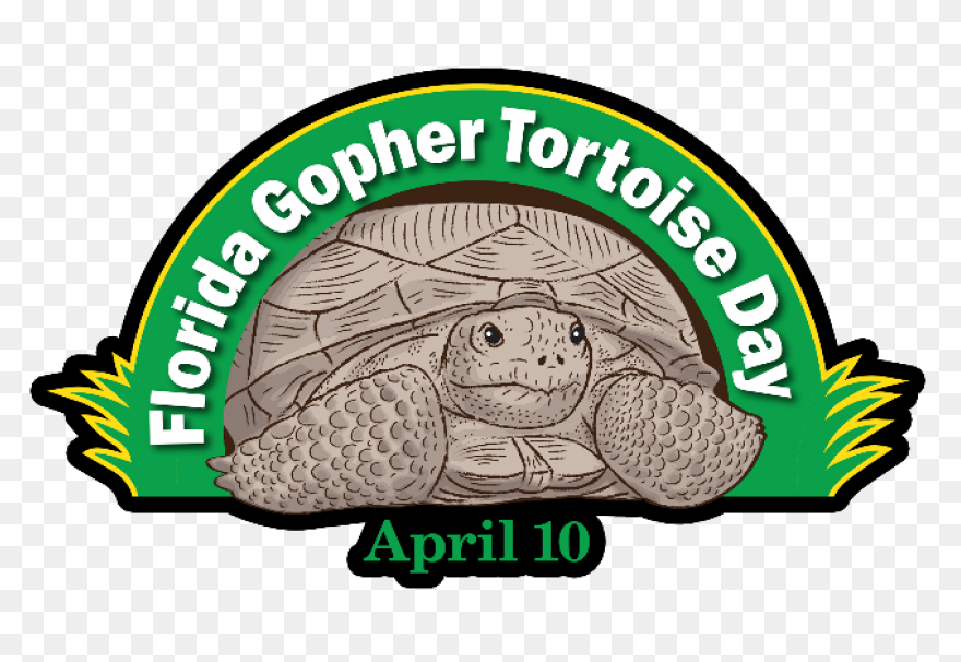 The Tortoise, The Hare, And The Sna