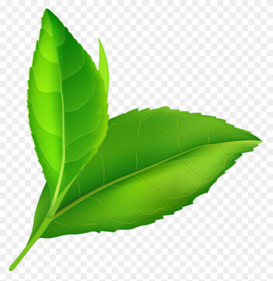 Leaf Apple High-Definition Televisi