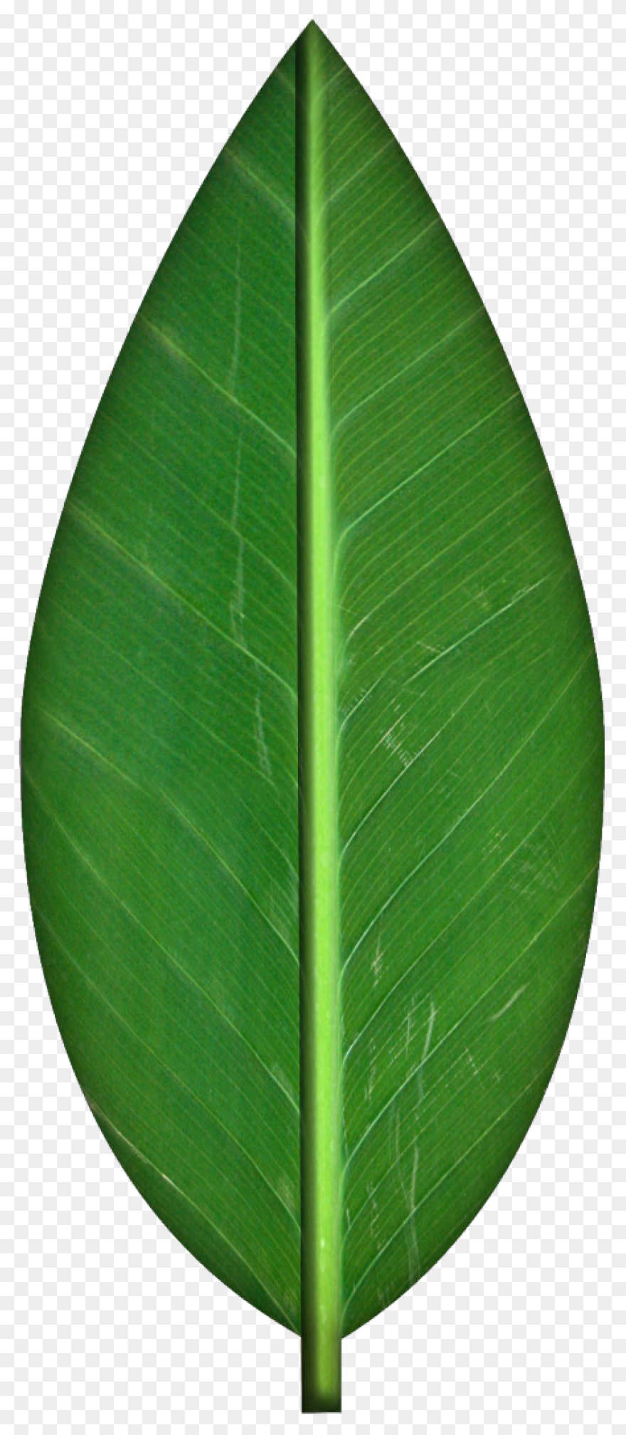 Leaf Apple High-Definition Televisi