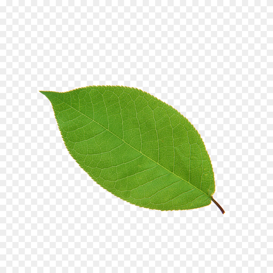 Leaf Apple High Definition Television - Transparent Leaf