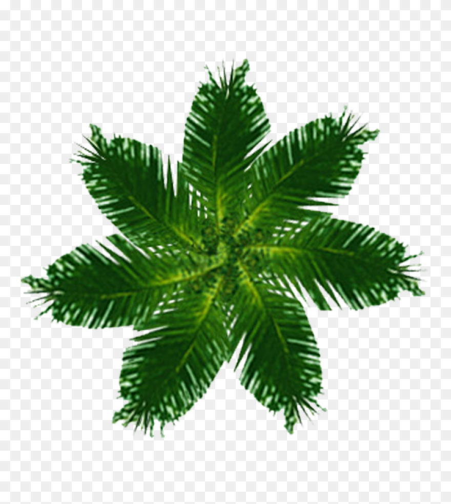 Tree Trunk Plan - Free Vector Graph