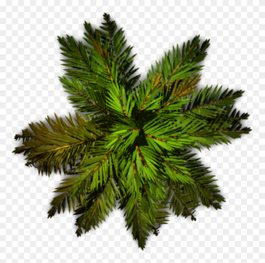 Tree Trunk Plan - Free Vector Graph