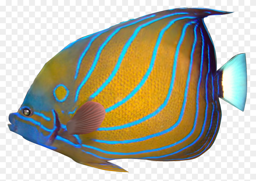 Tropical Fish Clipart Fish Tropical - Tropical Fish