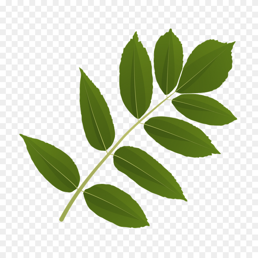 Clipart Tree Leaf Foliage Leaves Pe