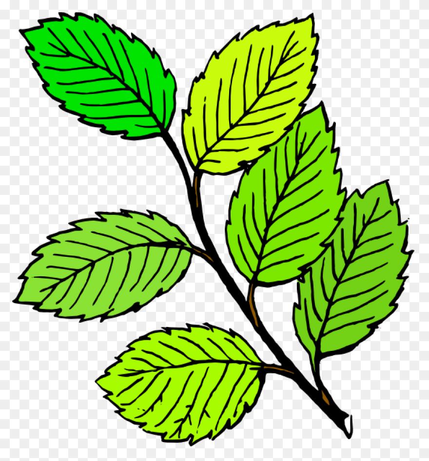 Clipart Tree Leaf Foliage Leaves Pe