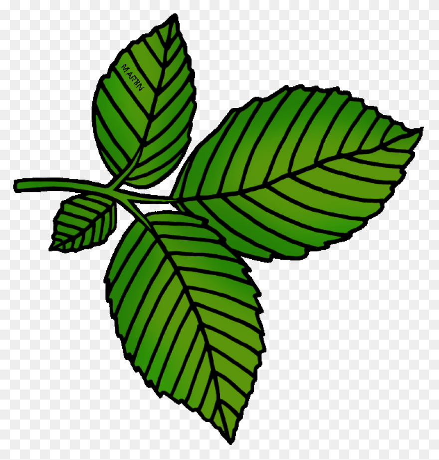 Clipart Tree Leaf Foliage Leaves Pe