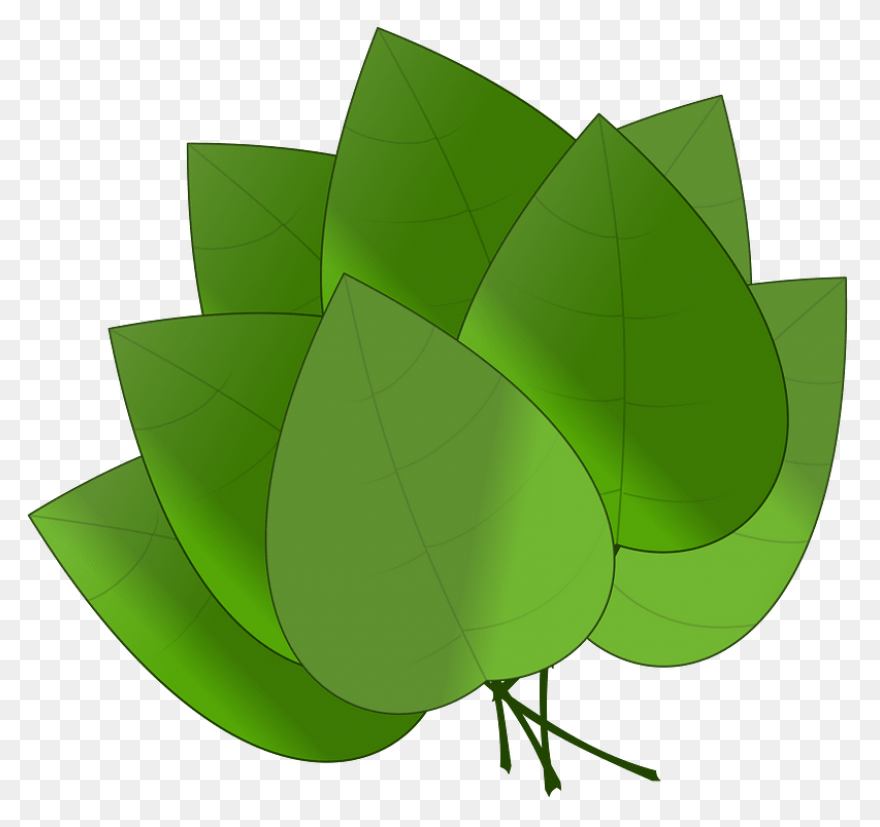 Clipart Tree Leaf Foliage Leaves Pe