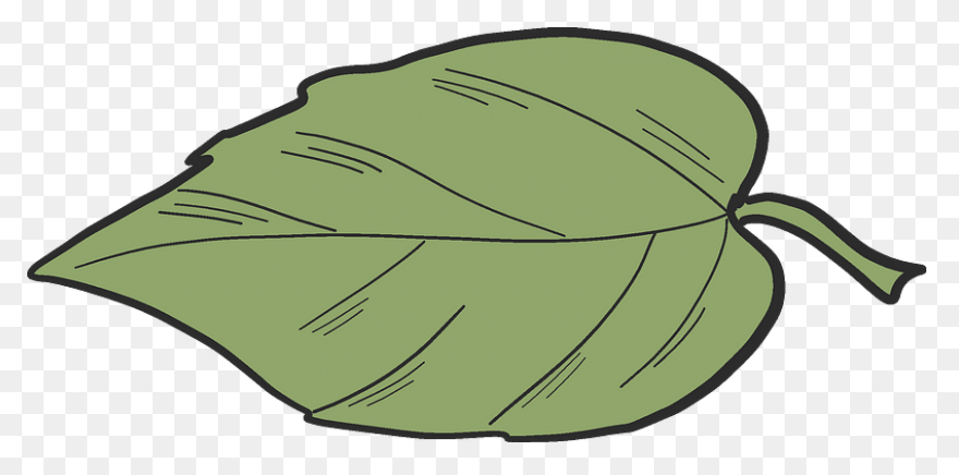 Clipart Tree Leaf Foliage Leaves Pe