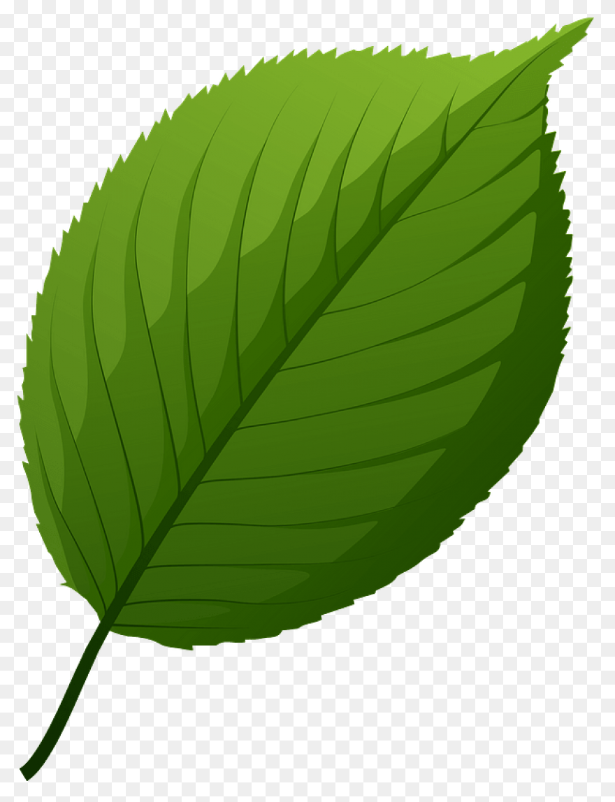 Clipart Tree Leaf Foliage Leaves Pe