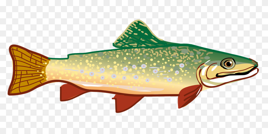 Trout - Vector Graphics Clipart - F