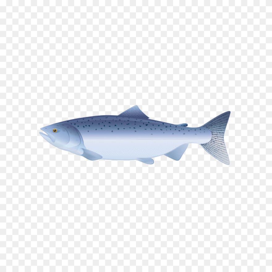 Trout - Vector Graphics Clipart - F