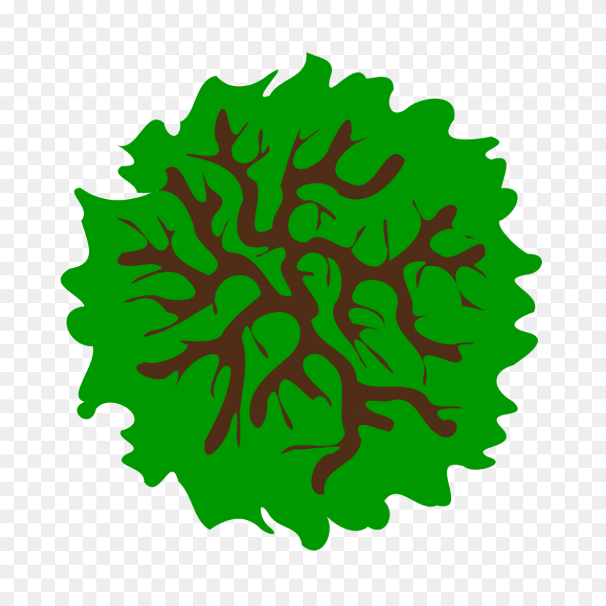 Tree Top View Clipart Clipart - Tree Top View