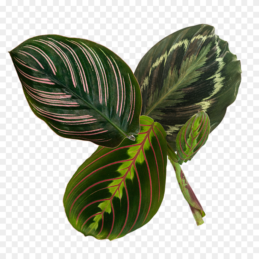 Multicolores,papier,papers | Plant 