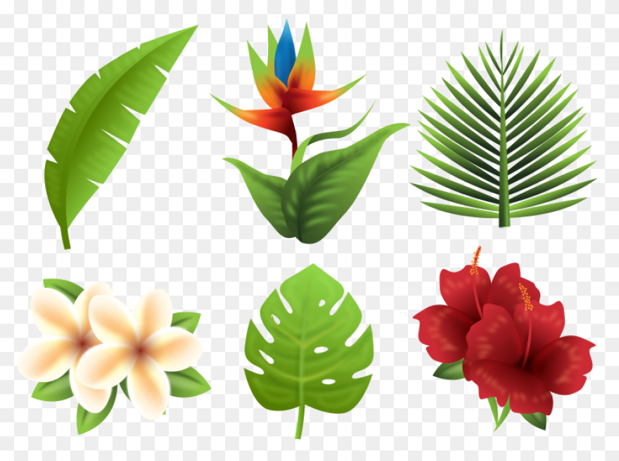 Multicolores,papier,papers | Plant 