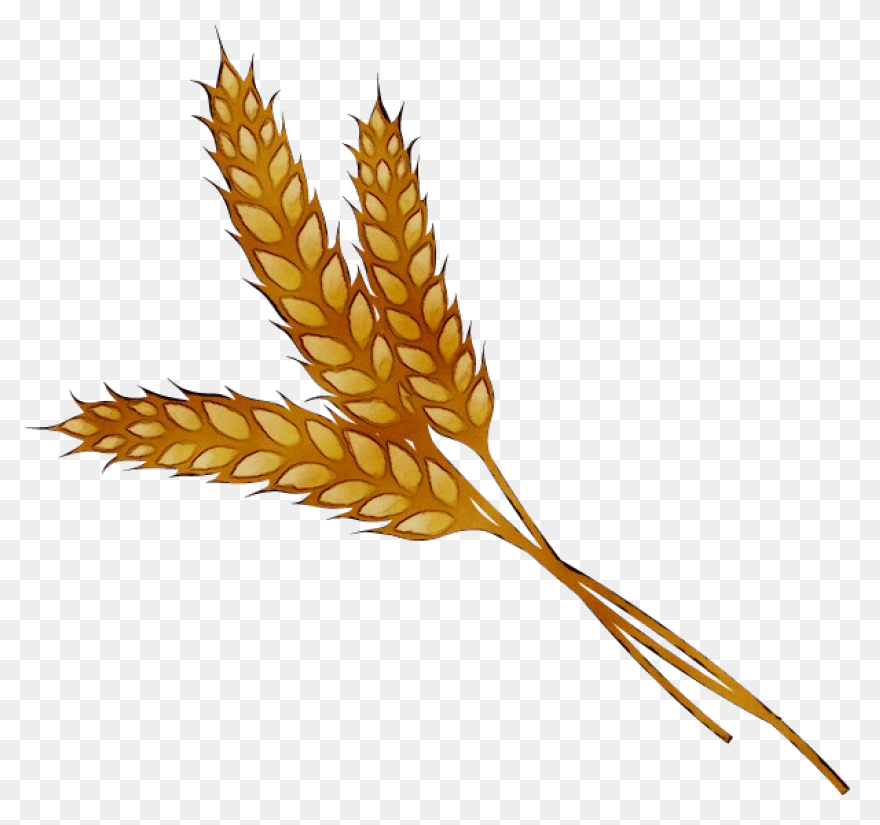 Download Trigo Png Image With No Ba
