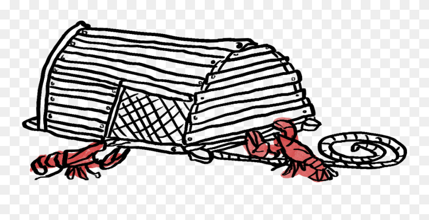 Animal Trapping, Gin Trap, Trap, Ca